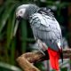 Sammy – The African Grey Parrot