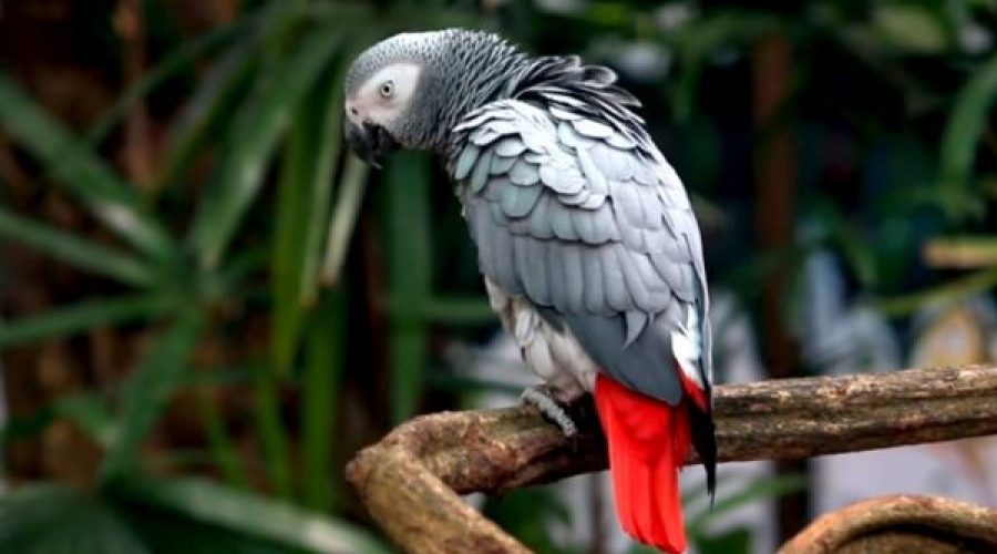 Sammy – The African Grey Parrot